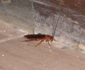 Le Roy cockroach