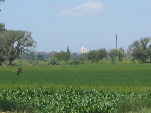 agriculture near Disuq