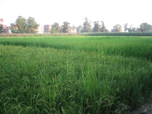 rice field - you'll have to imagine all the croaking