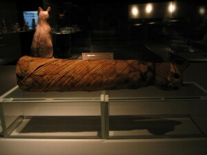 mummified cat