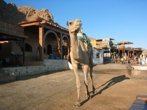 cool camel