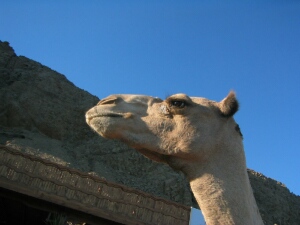 cool camel